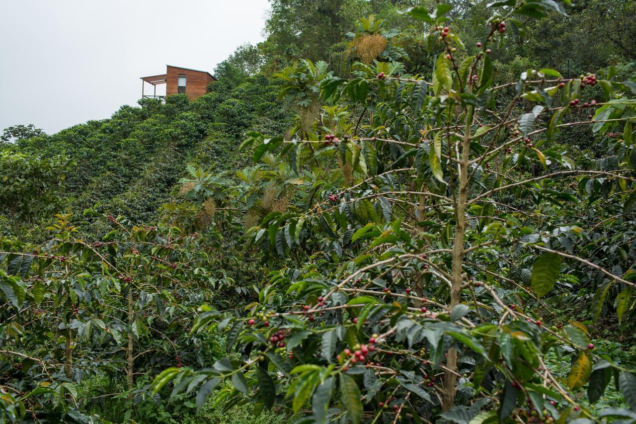Coffee & Adventure Hotel By La Palma Y El Tucan Zipacon Екстериор снимка