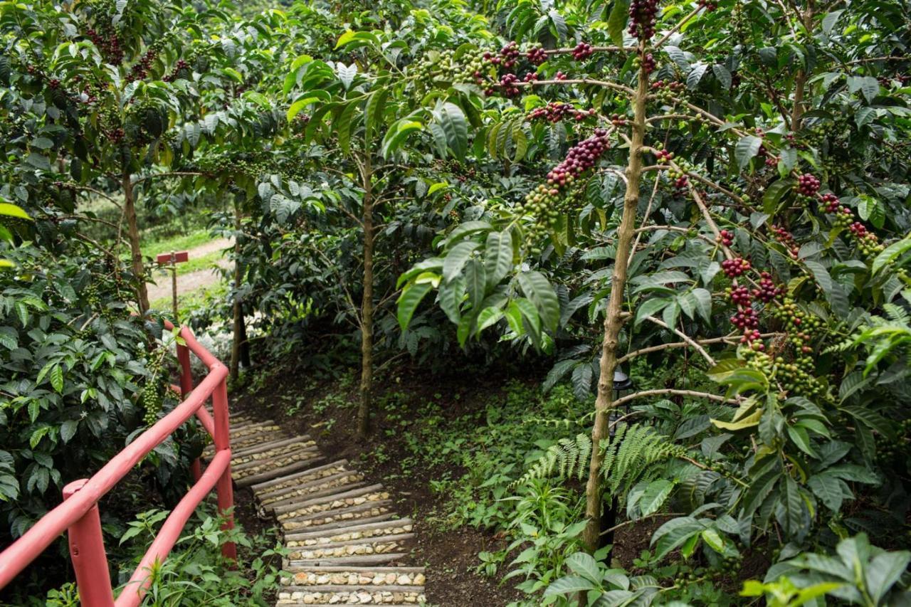 Coffee & Adventure Hotel By La Palma Y El Tucan Zipacon Екстериор снимка